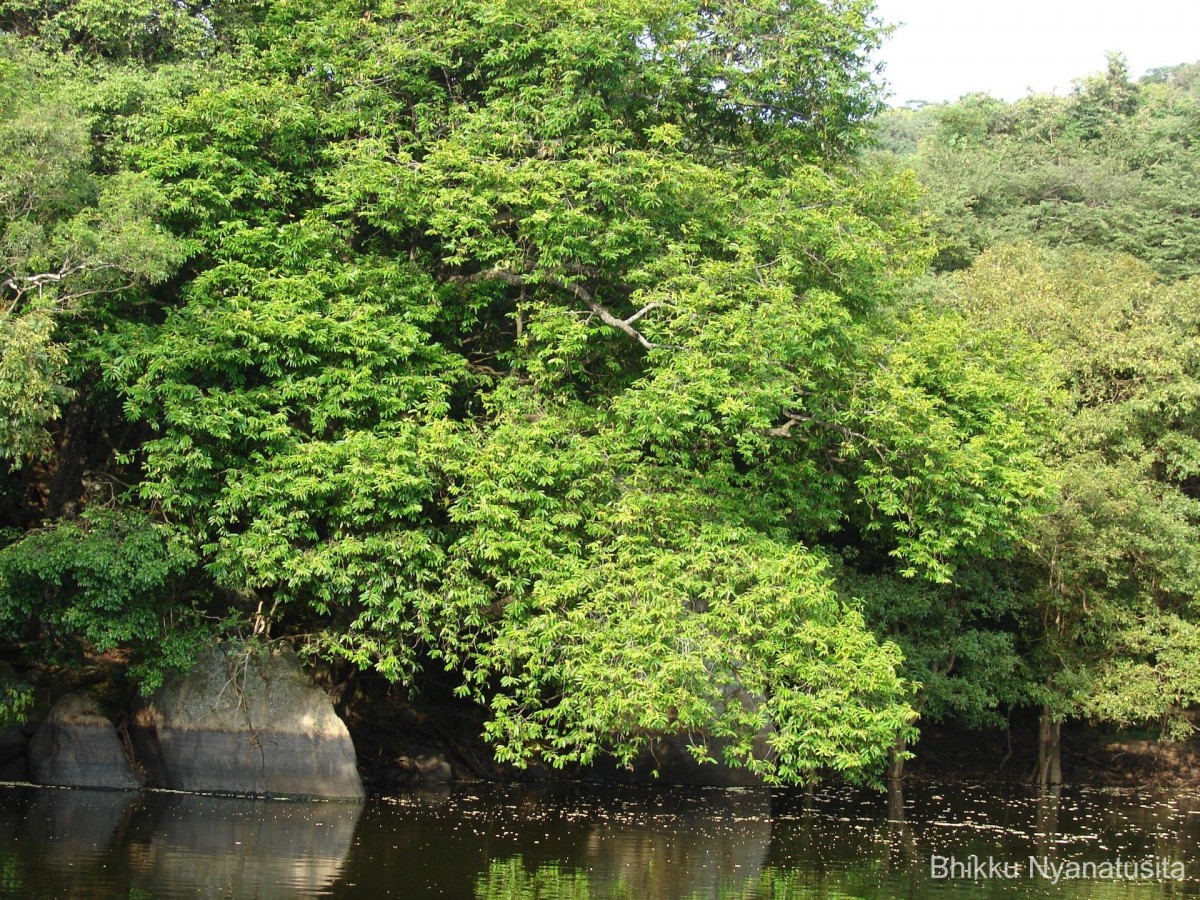 Diospyros malabarica (Desr.) Kostel.